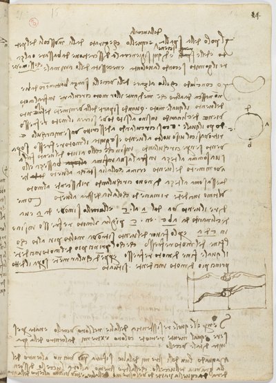 Codice sul volo degli uccelli, c. 1505-06, manoscritto su carta, cc. 18, foglio 14 recto da Leonardo da Vinci